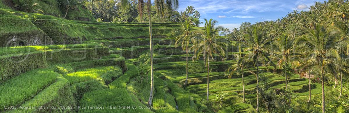 Peter Bellingham Photography Rice Terraces - Bali (PBH4 00 16665)